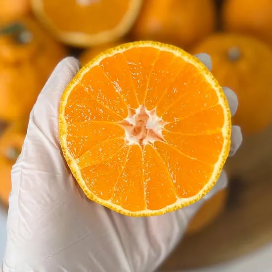 제주 한라봉 2kg 중소과