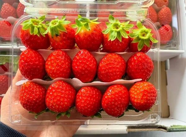 설향딸기 1kg