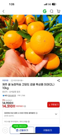 제주 대과 10kg