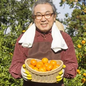 서귀포 저농약 타이벡 조생감귤 당도11Brix이상 4.5kg