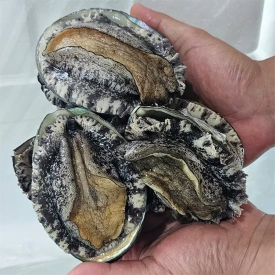 완도 활전복 1kg 8-9미 선물포장