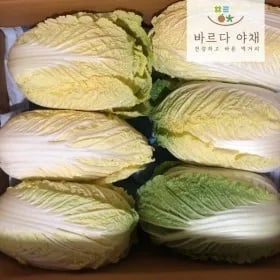 쌈배추 알배기배추 6포기