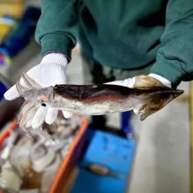 자연산 통오징어 350g 2미 2팩