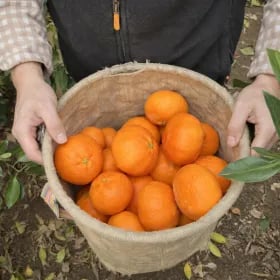 레드향 3kg 15~24과 내외