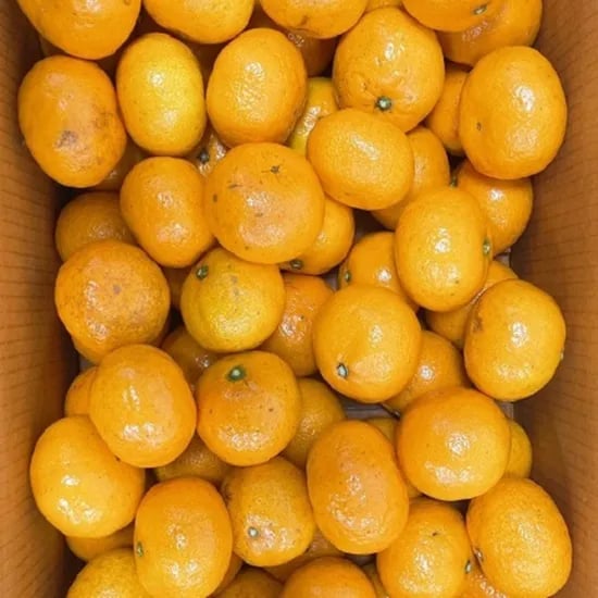 아달달농산 제주 감귤 2kg 5kg 10kg
