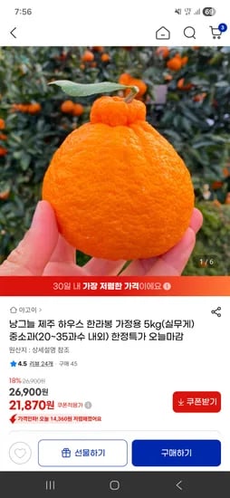 제주 한라봉 5kg 중소과