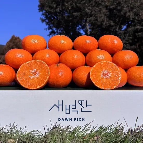 제주 레드향 혼합 1.5kg