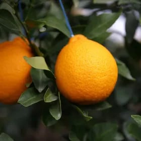 한라봉 실무게 5kg 18-37과내외