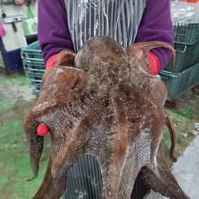 돌문어 1.5kg 제수용