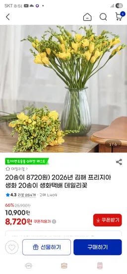 프리지아 생화 20송이