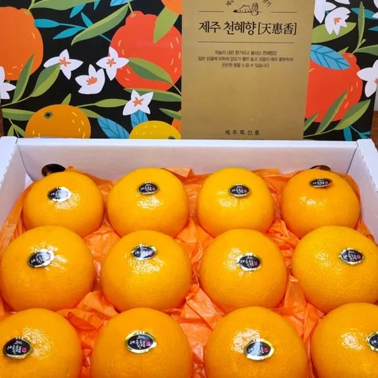 제주 고당도 천혜향 3kg 19,236원 무배