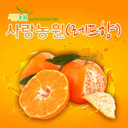 서귀포사랑농원 레드향 3kg 9천원 무배