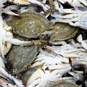 냉동 연평도 암꽃게 절단꽃게 1kg 17,970원 무배