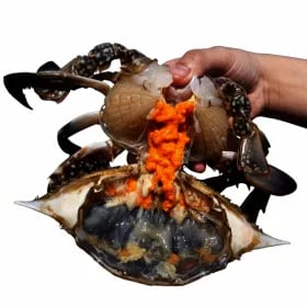 지마켓/국내산 알배기 꽃게 1kg 5-6미 22,540원