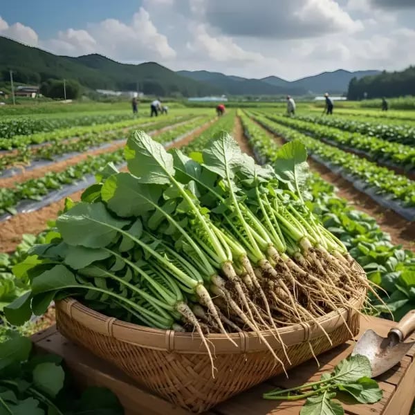 국내산 열무 4kg 내외 4단 7,360원