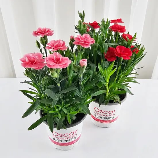 카네이션 생화화분 1+1 8,800원 무배
