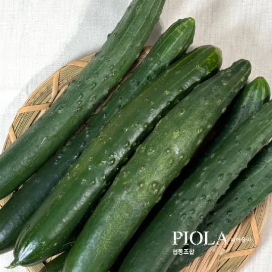 취청오이 2kg