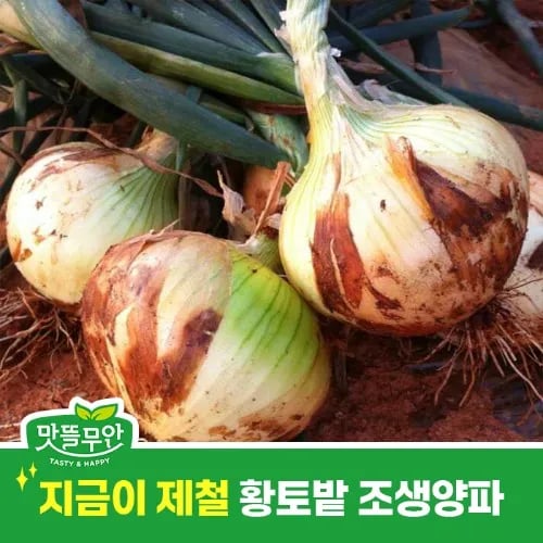 햇양파 중대혼합 외 다양 5kg
