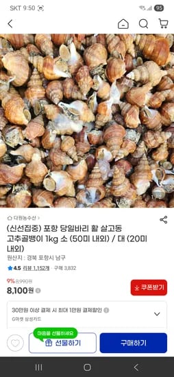 포항 당일바리 활 살고동 고추골뱅이 1kg 소(50미) 8,100원/무배