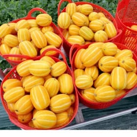 성주 꿀 참외 실중량 5kg 랜덤과 15,930원 무배