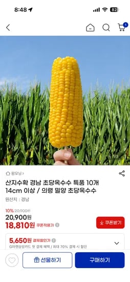 경남 초당옥수수 특품 10개 (18,810원/무배)