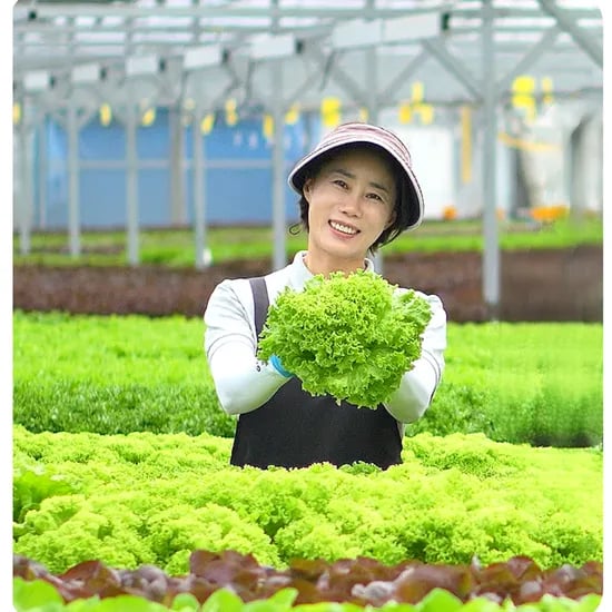 무농약 샐러드 채소 모듬 랜덤 3종 1kg 5,900원 무배