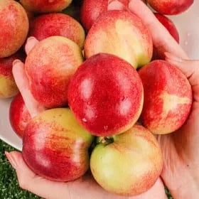신비복숭아 외 다양 2kg (27-30과) 13,280원