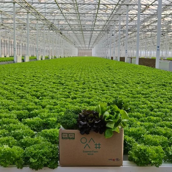 유러피안 샐러드 채소 외 다양 1kg