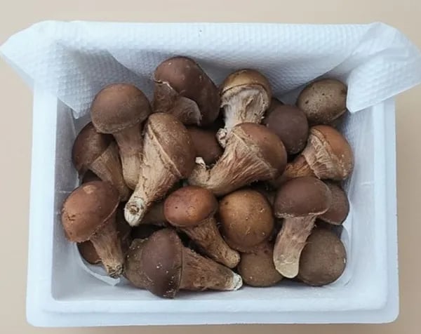 황룡 참송이버섯 가정용 500g (6,930원/무배)