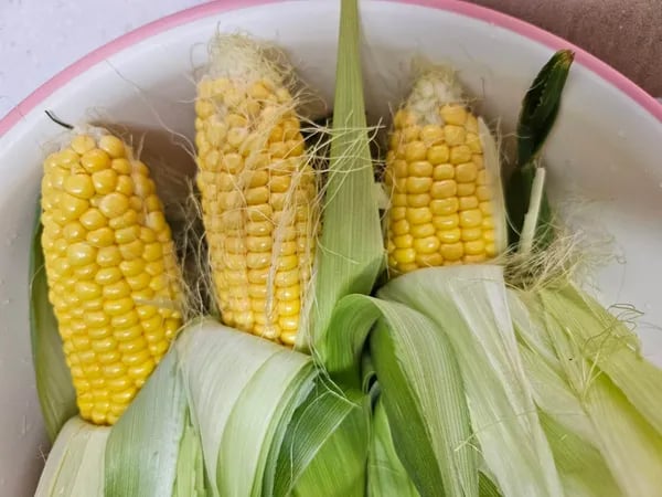 제주 초당옥수수