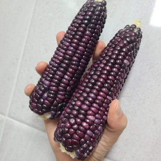 흑찰옥수수 구매시 무안 양파 1kg 증정 8,900원 무배