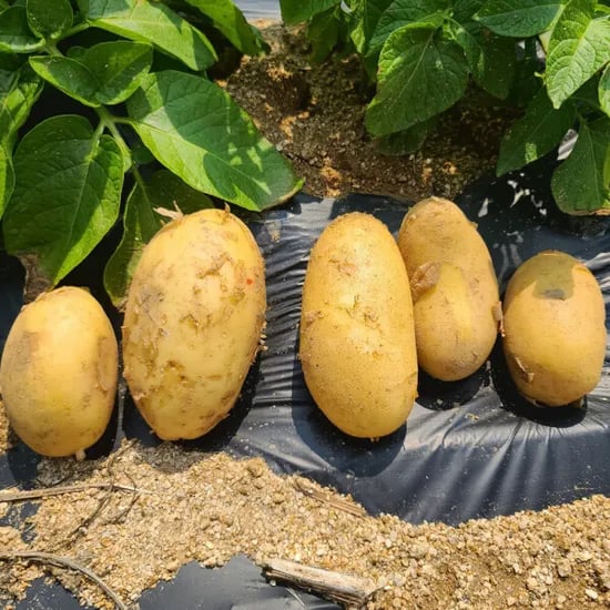 골든에그감자 대특혼합 5kg 13,440원