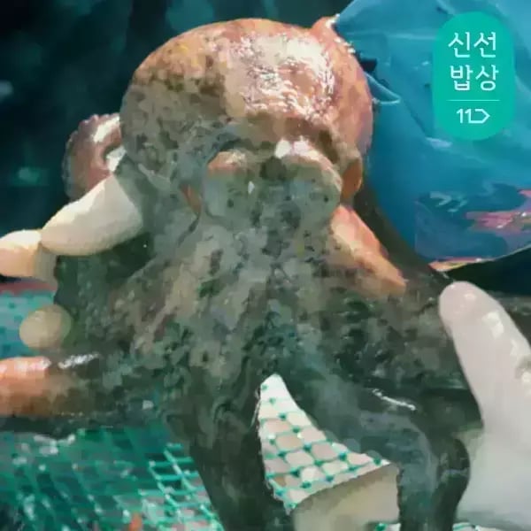 자연산 돌문어 1kg (1-4미) 16,700원 무배