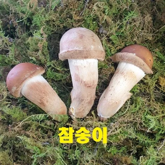 곡성 참송이버섯 가정용 1kg 11,880원