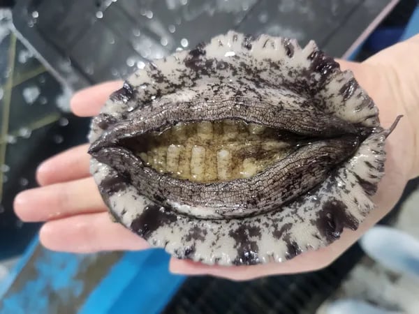 완도산 활 전복 1kg (6-7미 사이즈) 19,948원