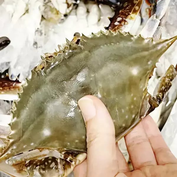 당일조업 서해안 가을 꽃게 대사이즈 생물 2kg (6~9미) 얼음포장 16,190원