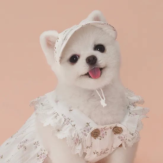 강아지모자 랏셀모자 애견썬캡 반려견산책용 여름 자외선 차단