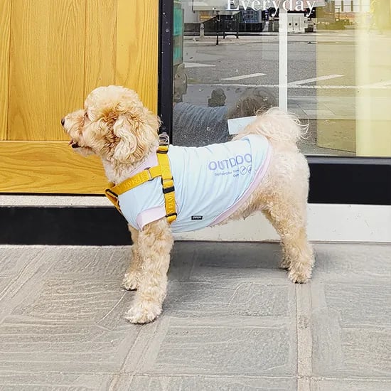 레토 데일리 강아지옷 티셔츠 애견의류 고양이 옷