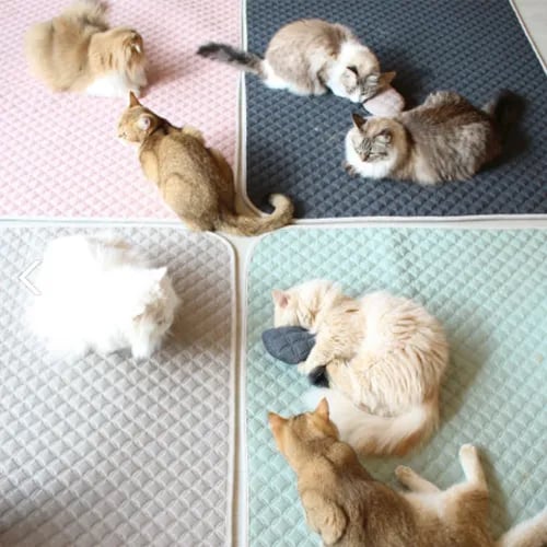 초코펫 고양이 매트 바닥 스크래쳐 스크래처 놀이방 냥이 행복 카페트 중형