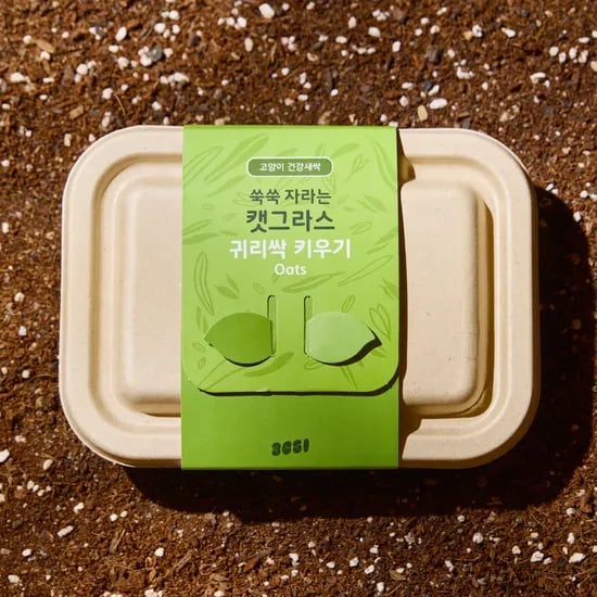 3651 쑥쑥 자라는 캣그라스 키우기 키트 재배세트 귀리싹, 160g, 1개