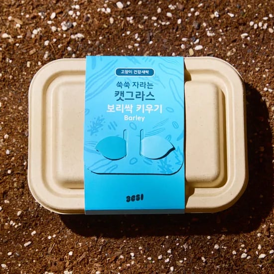 3651 쑥쑥 자라는 캣그라스 키우기 키트 재배세트 보리싹, 160g, 1개