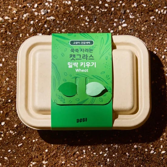 3651 쑥쑥 자라는 캣그라스 키우기 키트 재배세트 밀싹, 160g, 1개