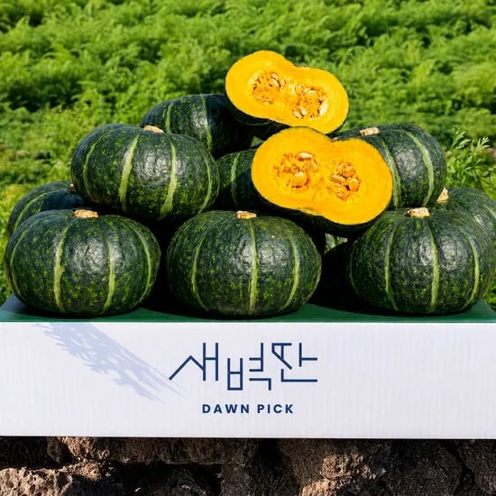 제주 보우짱 미니 단호박 밤호박 1.5kg 4.5kg
