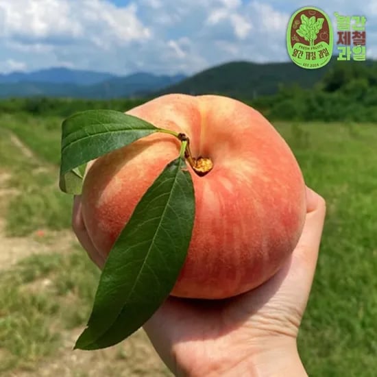 물복 물복숭아 옹골찬 딱딱 딱복숭아 아삭한 황도 백도 딱복 돌복숭아 물렁 복숭아철 제철