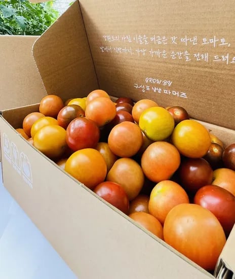 당일수확 방울토마토 2kg 4kg 대추 방울토마토 (레드/3색 선택)