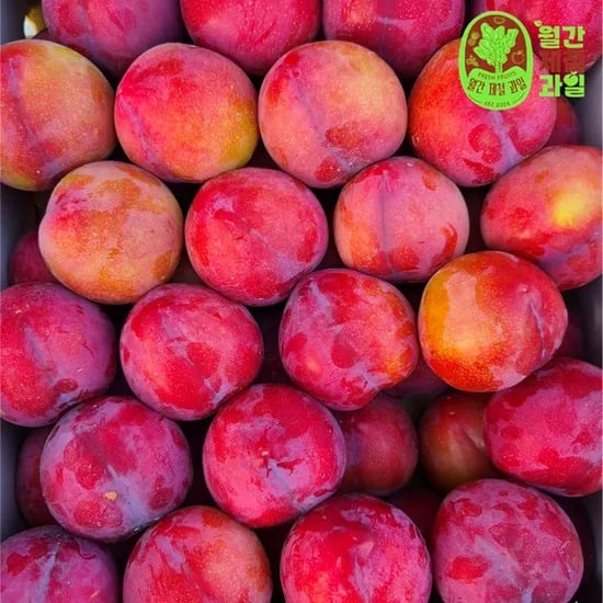 포모사자두 제철 햇자두 피자두 청도 후무사자두 큰 왕자두 체리자두 1kg 5kg