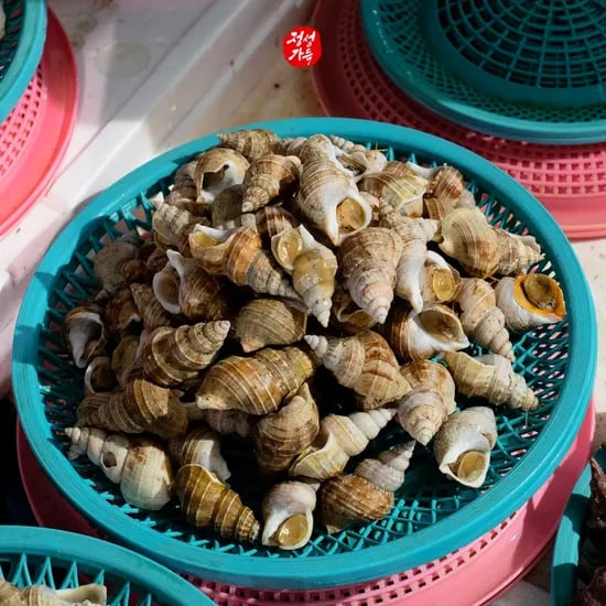 포항 자연산 골뱅이 살고동 2kg