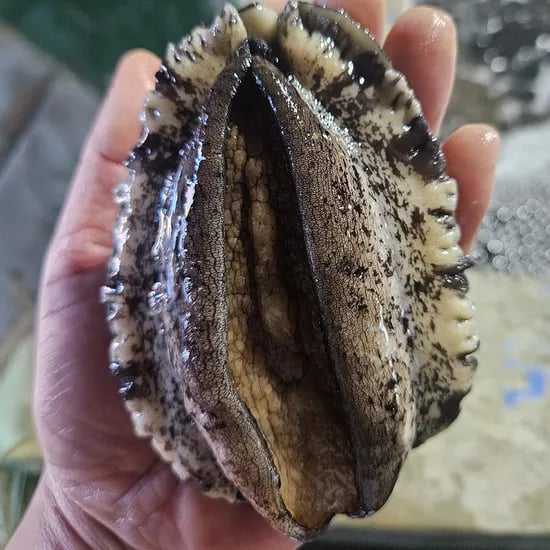 완도 활전복 왕특대 6미 산소포장 산지직송 전복선물세트 보양식 친절한어부씨