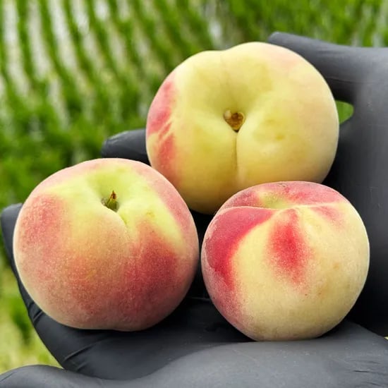 영천 대극천납작복숭아 1kg 2kg