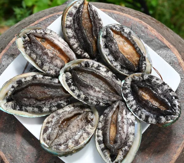 완도1호 왕특대전복 2kg(1kg 6-7미) 선물포장